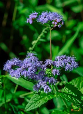 Blue Mistflower (Conoclinium coelestinum) (DFL1427)