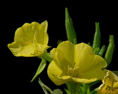 Common Evening-primrose or King's-cureall (Oenothera biennis) (DSMF0174)