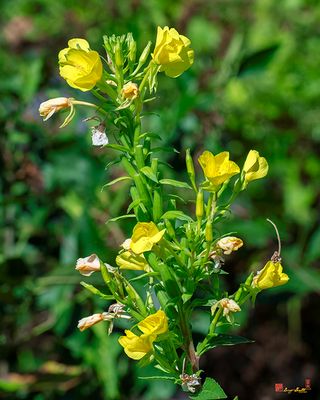 Common Evening-Primrose or King's-Cureall (Oenothera biennis) (DFL1449)