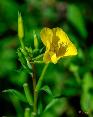 Common Evening-Primrose or King's-Cureall (Oenothera biennis) (DFL1450)