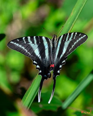 Zebra Swallowtail (Eurytides marcellus) (DIN0401)