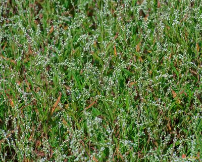 Dotted Smartweed (Persicaria punctata) (DFL1453)