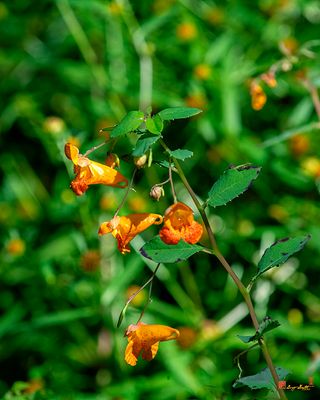 Orange Jewelweed (Impatiens capensis) (DFL1455)