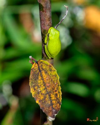 American Green Tree Frog (Hyla cinerea) (DAR072)