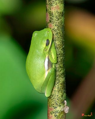 American Green Tree Frog (Hyla cinerea) (DAR073)