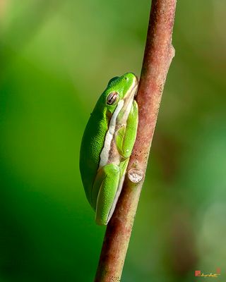 American Green Tree Frog (Hyla cinerea) (DAR074)