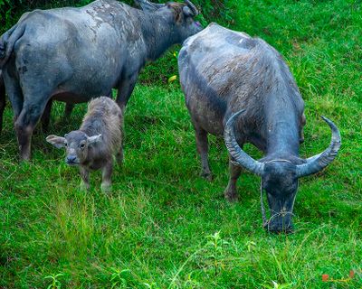 Phuket Animals, Phuket, Thailand