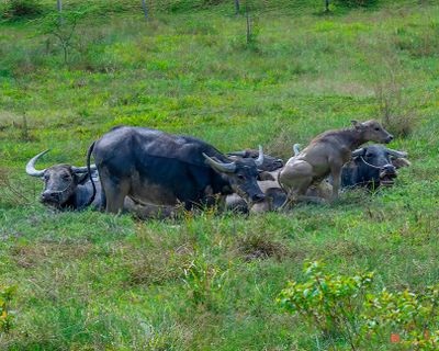 Water Buffalos in a Mud Wallow (DTHP0431)