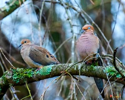 Sleepy Mourning Doves (Zenaida macroura) (DSB0422)