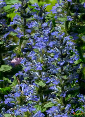Blue Bugle (Ajuga reptans) (DFL1456)