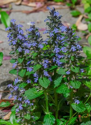 Blue Bugle, Bugle, Bugleherb, Bugleweed, Carpetweed, Carpet Bugleweed, Common Bugle or St. Lawrence Plant