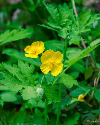 Wood Poppy (Stylophorum diphyllum) (DFL1458)