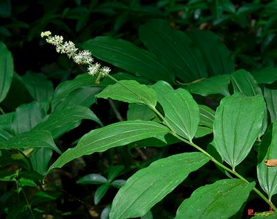 False Solomon's Seal or Solomon's Plume