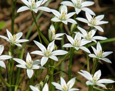 Sleepydick, Garden Star-of-Bethlehem, Grass Lily, Nap-at-Noon, or Eleven-O'Clock Lady (Ornithogalum umbellatum) (DSPF0225)