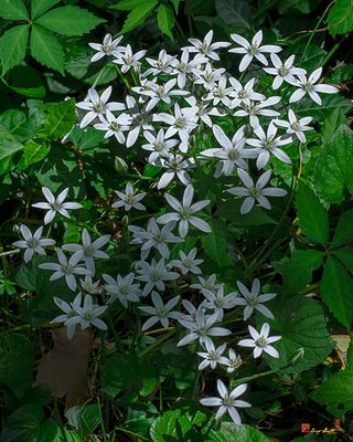 Sleepydick, Garden Star-of-Bethlehem, Grass Lily, Nap-at-Noon, or Eleven-O'Clock Lady (Ornithogalum umbellatum) (DFL1462)