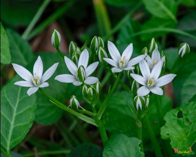 Sleepydick, Garden Star-of-Bethlehem, Grass Lily, Nap-at-Noon, or Eleven-O'Clock Lady (Ornithogalum umbellatum) (DFL1463)