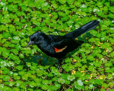 Red-winged Blackbird (Agelaius phoeniceu) (DSB0423)