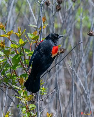 Red-winged Blackbird (Agelaius phoeniceu) (DSB0424)
