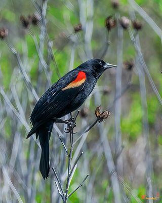 Red-winged Blackbird (Agelaius phoeniceu) (DSB0425)