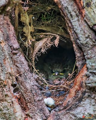 Carolina Wren Nest (Thyrothorus ludovicianus) (DSB0426)