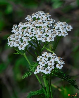 Common Yarrow (Achillea millefolium) (DFL1466)