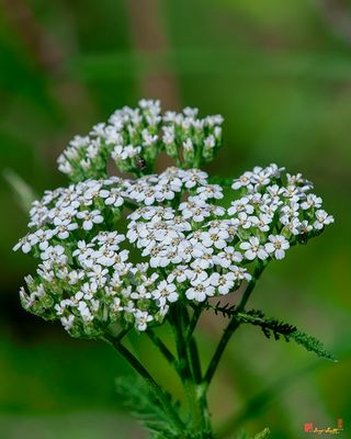 Common Yarrow (Achillea millefolium) (DFL1467)