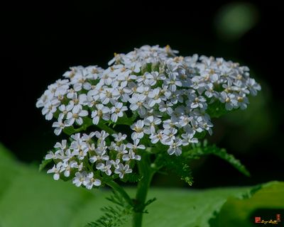 Common Yarrow (Achillea millefolium) (DFL1468)