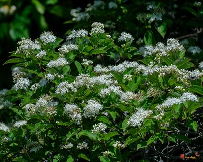 Blackhaw, Smooth Blackhaw, Stagbush or Sweethaw (Viburnum prunifolium) (DFL1470)