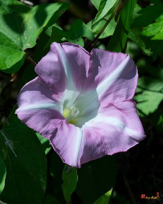 g13/99/758199/3/174585538.95201db7.JPEG