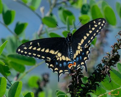 Black Swallowtail (Papilio polexenes) (DIN0404)