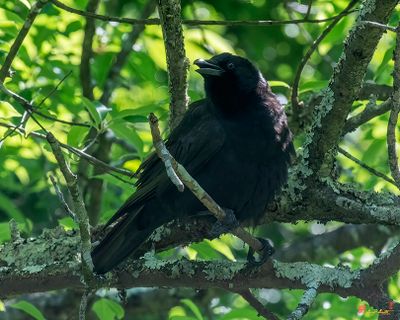 Fish Crows