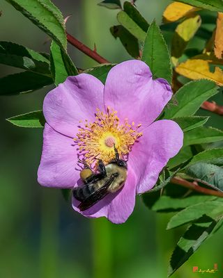 American Bumblebee (Bombus pensylvanicus) (DIN0410)