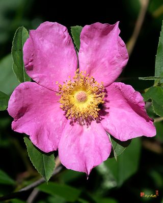 Swamp Rose (Rosa palustris) (DFL1476)