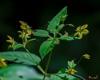 Whorled Loosestrife, Whorled Yellow Loosestrife, or Crosswort (Lysimachia quadrifolia) (DFL1478)