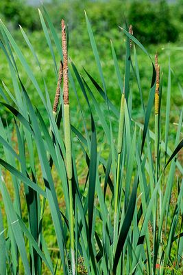 Broadleaf Cattails