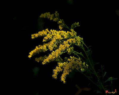 Early Goldenrod, Plume Goldenrod or Yellow Top