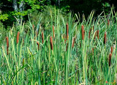 Broadleaf Cattails (Typha latifolia) (DFL1495)