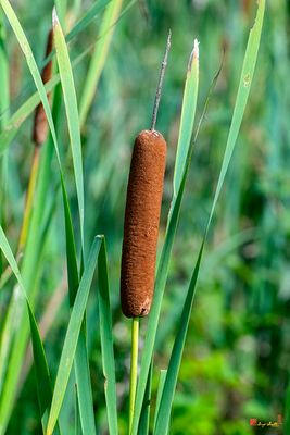 Broadleaf Cattail (Typha latifolia) (DFL1496)