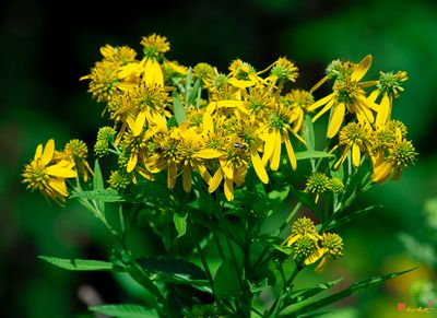 Wingstem (Actinomeris alternifolia) (DFL1497)