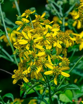 Wingstem (Actinomeris alternifolia) (DFL1498)