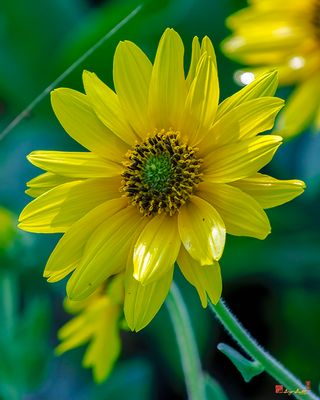 Giant Sunflower (Helianthus giganteus) (DFL1503)