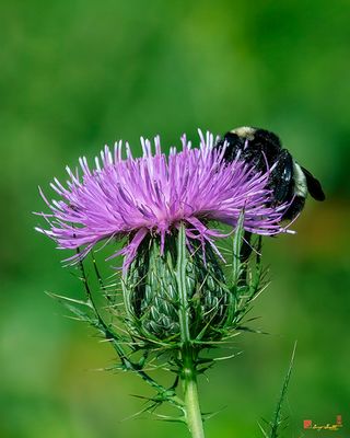 Field Thistle (Cirsium discolor) (DFL1509)