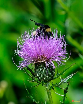 Field Thistle (Cirsium discolor) (DFL1510)