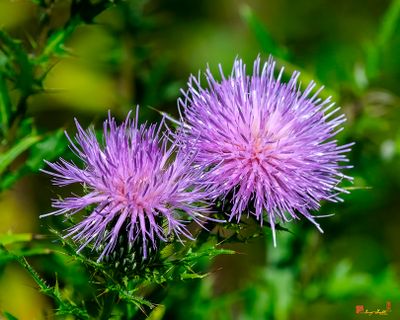 Field Thistle (Cirsium discolor) (DFL1511)