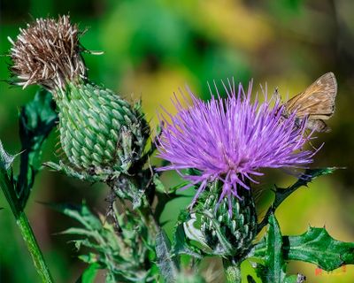 Field Thistle (Cirsium discolor) (DFL1512)
