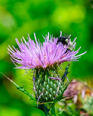 Lemon Cuckoo Bumblebee (Bombus citrinus) (DIN0420)