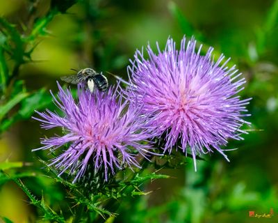 Lemon Cuckoo Bumblebee (Bombus citrinus) (DIN0421)