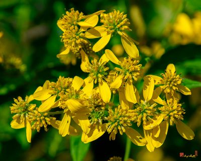 Wingstem (Actinomeris alternifolia) (DFL1513)