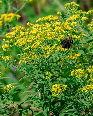 Grass-Leaved Goldenrod or Flat-Top Goldenrod