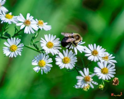 American Bumblebee visiting Field Daisy (Bombus pensylvanicus) (DIN0426)